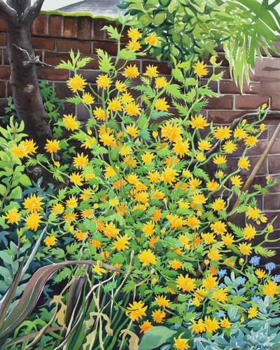Kerria Japonica by Christopher Ryland